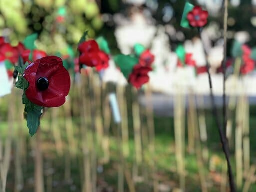 Town comes together to create breath-taking poppy display