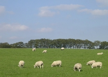 NEWS | West Mercia Police issue advice over ‘Sheep Worrying’