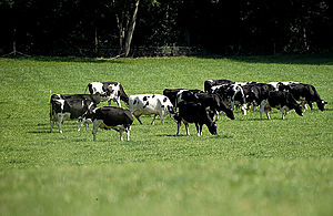 NEWS | New government funding to support dairy farmers through coronavirus