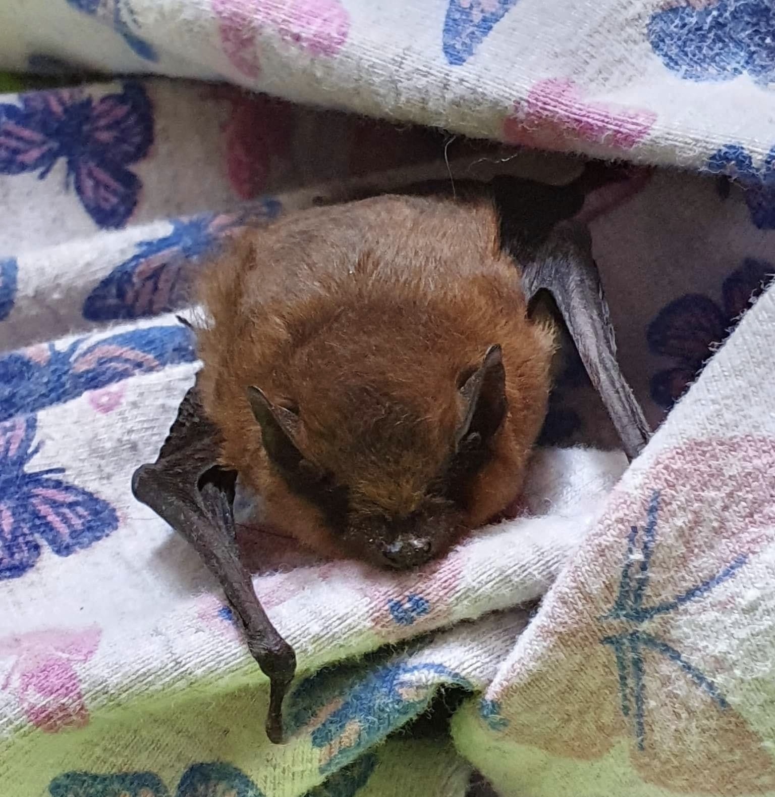 INFORMATION | Hereford Bat Rescue