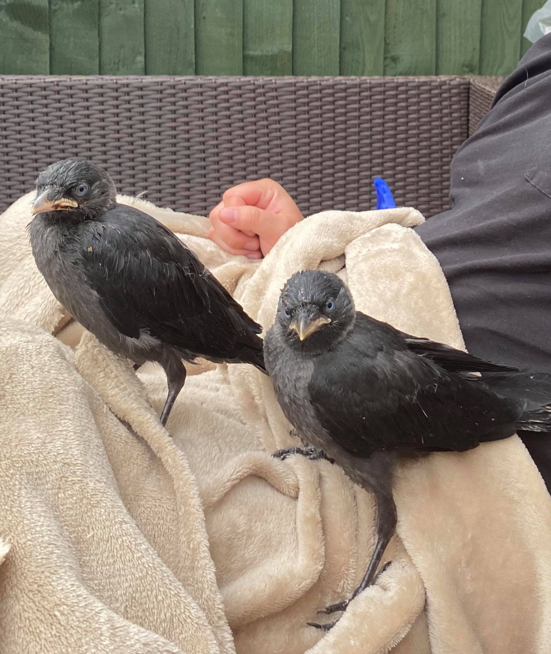 APPEAL | Residents asked to keep a look out for two missing jackdaw birds