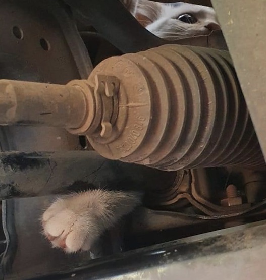 NEWS | Cat rescued from car engine after travelling 28 miles