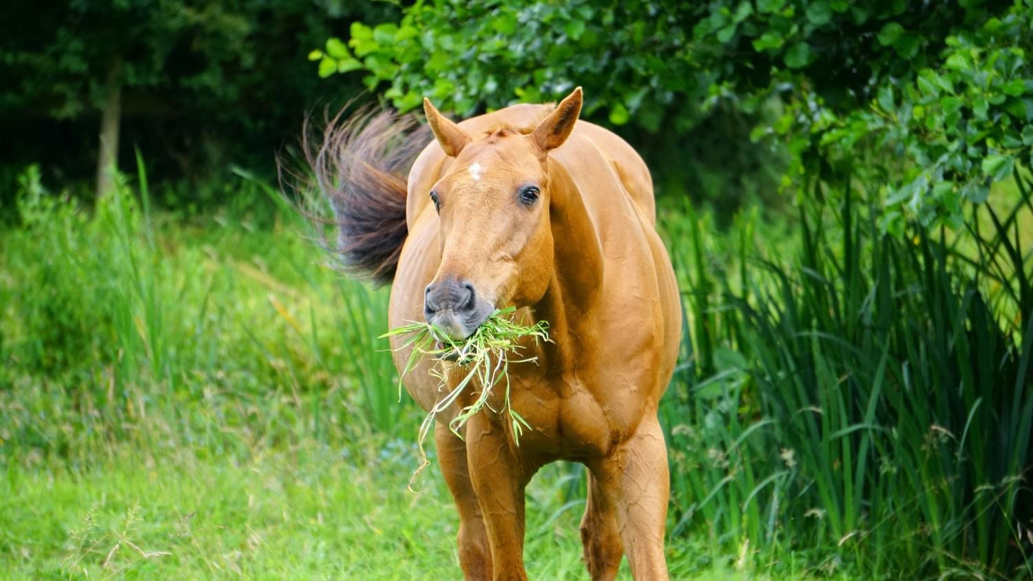 NEWS | Horse dies as a result of eating grass cuttings