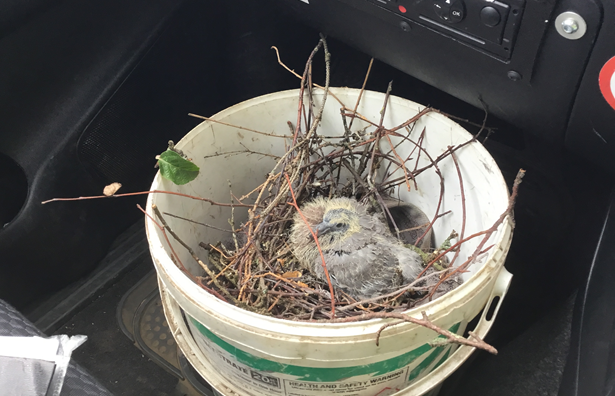 NEWS | Highways team clears Ryelands Street fallen tree and rescues baby pigeon