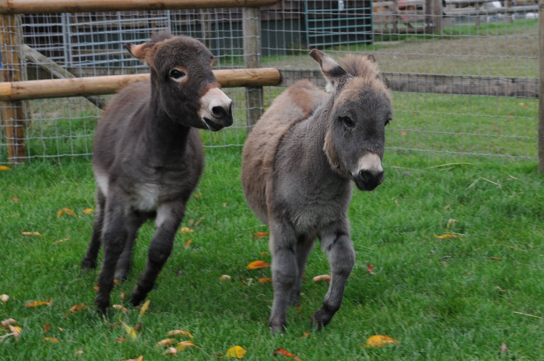FEATURED | Two miniature donkeys are causing mayhem at a county farm park born out of very sad circumstances