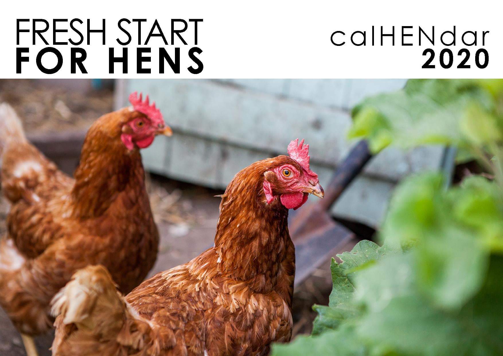 NEWS | Urgent appeal to find a home for hens