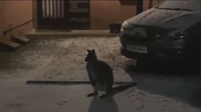 VIDEO | Wallaby spotted hopping down road in Hereford