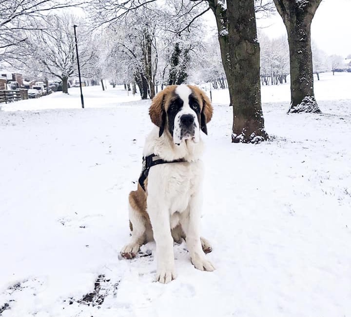 GALLERY | Photos of your dogs enjoying the snow