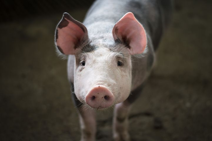 NEWS | Police receive report of woman being chased by a pig in Haugh Woods