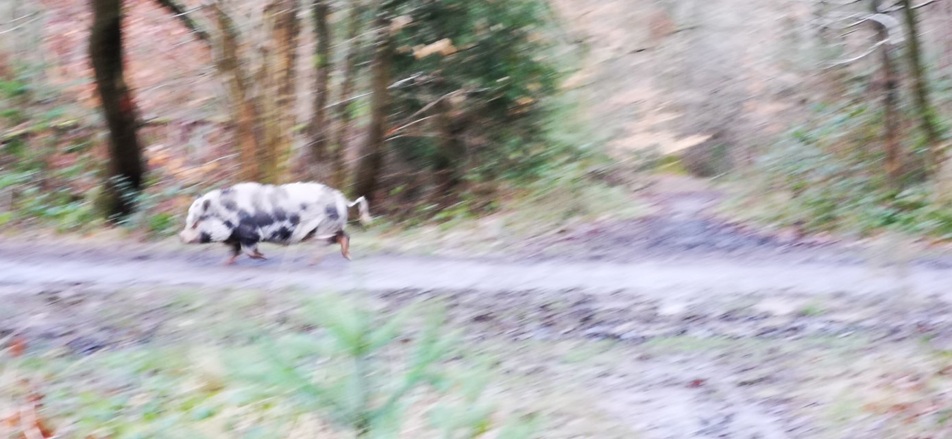 UPDATE | New sighting of runaway pig at Haugh Woods