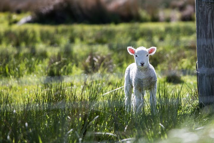 NEWS | Police appeal for witnesses after a lamb is killed in a dog attack