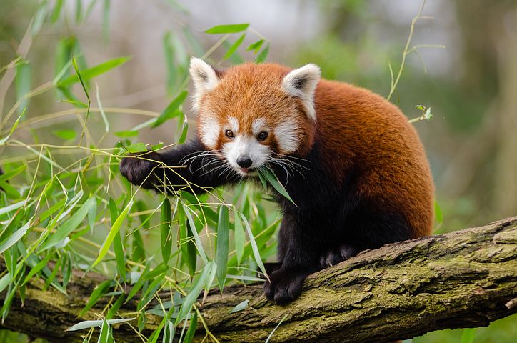 NEWS | Plans for Red Panda Exhibit revealed by West Midland Safari Park