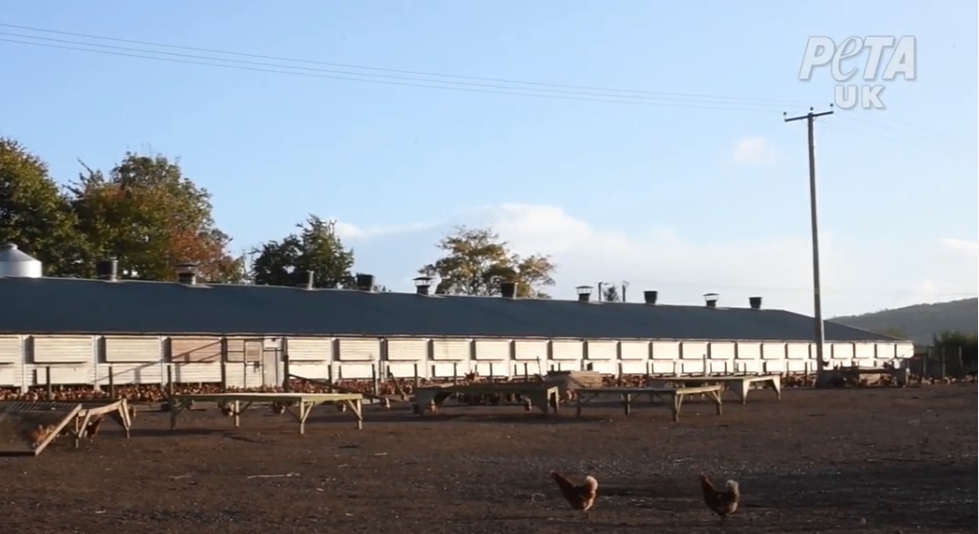 NEWS | PETA obtains footage of ‘decomposing’ birds at Herefordshire Farm Supplying Happy Egg Co