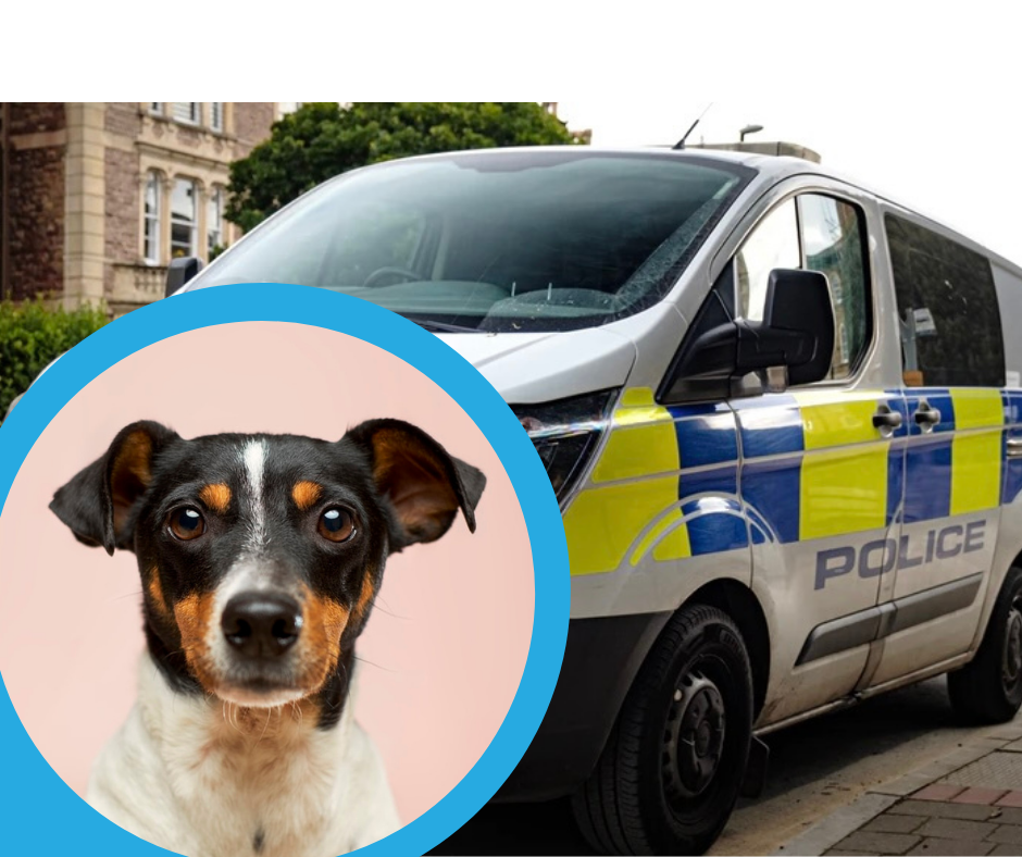 NEWS | Police search for owners of over 80 stolen dogs discovered in Suffolk