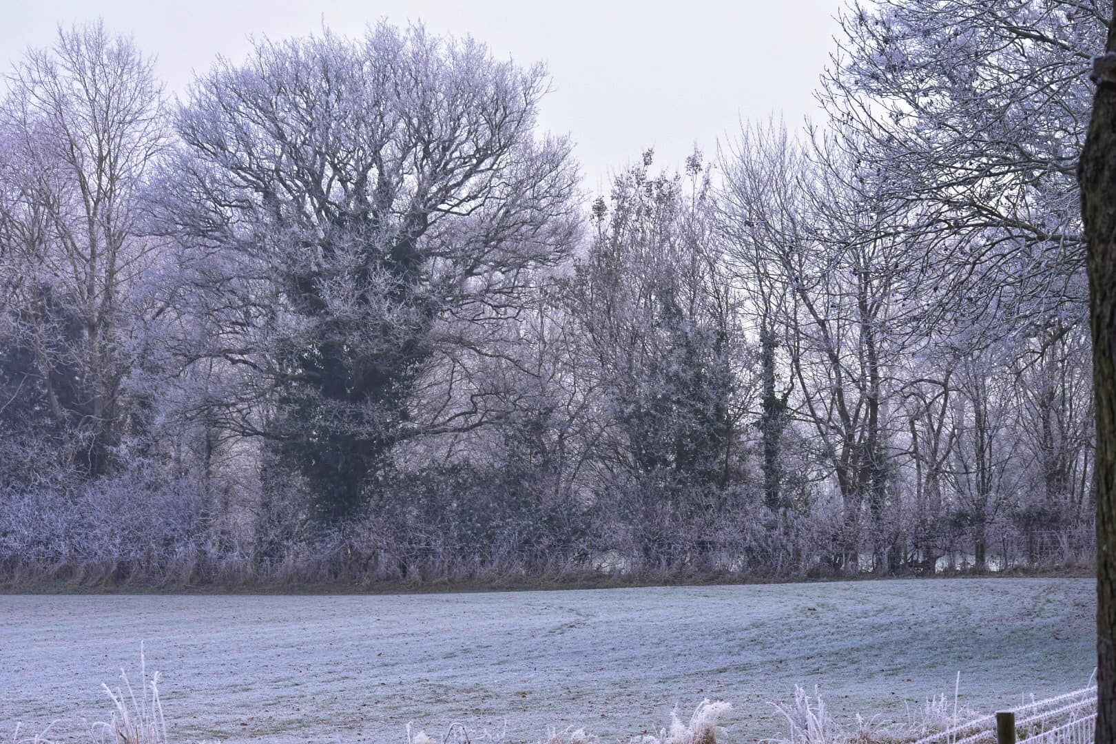 NEWS | Gardeners beware – A widespread harsh frost is expected tonight