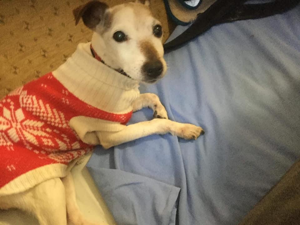 HELP! | Can you provide a loving retirement home for Poppy?