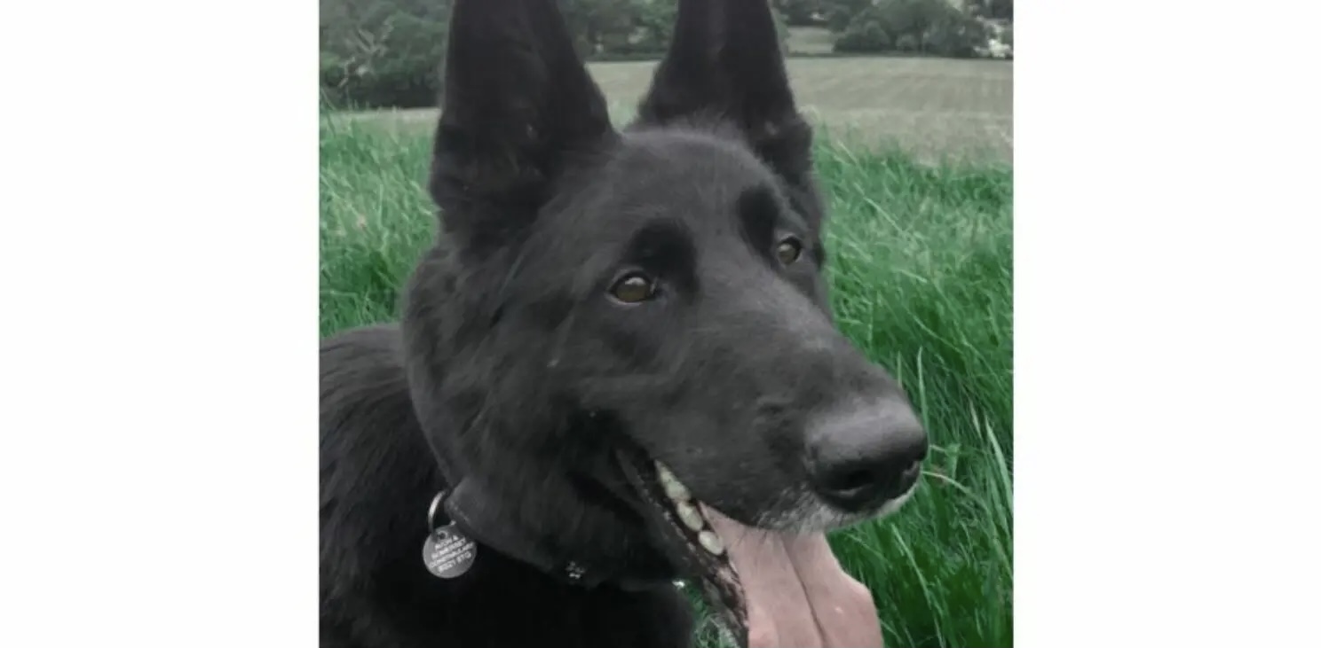UK NEWS | Tribute to Police Dog Jet following his death in service