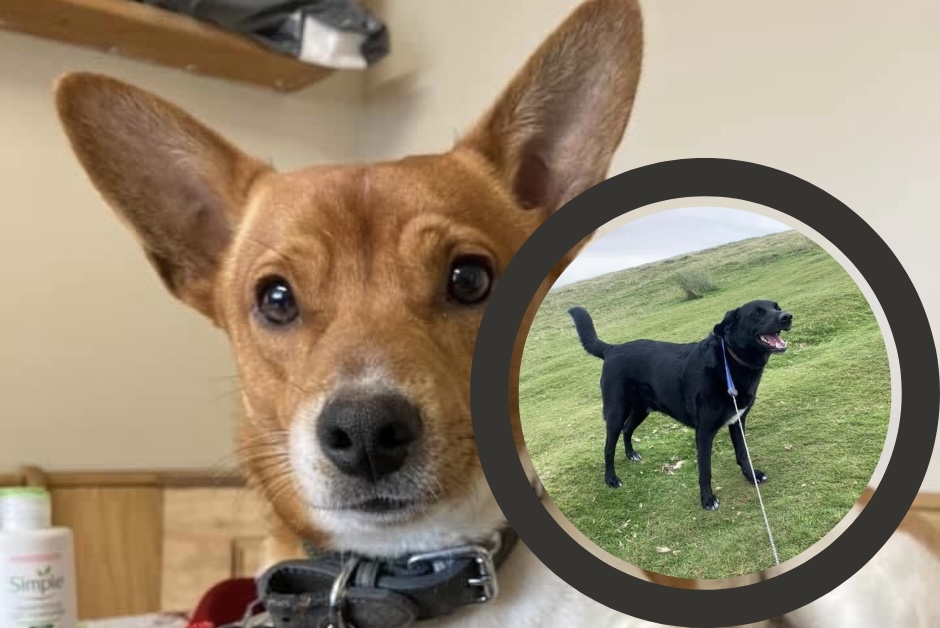 MISSING | Can you help find these two dogs that have gone missing in Herefordshire?