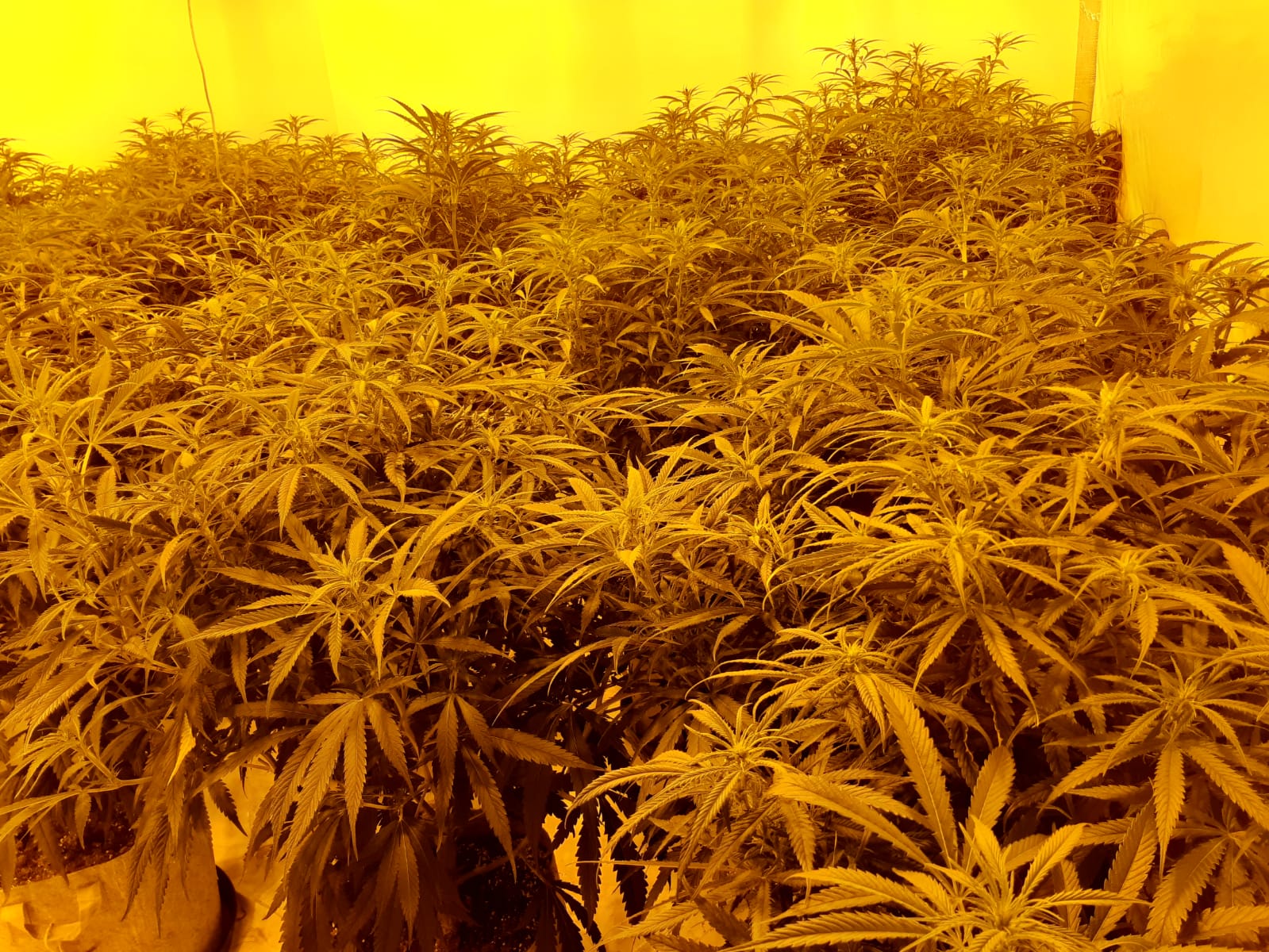 NEWS | Man arrested after 150 cannabis plants seized by West Mercia Police