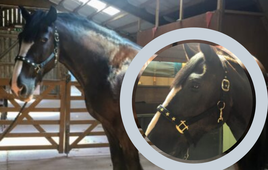 NEWS | Help Herefordshire Riding for the Disabled fund new therapy horse