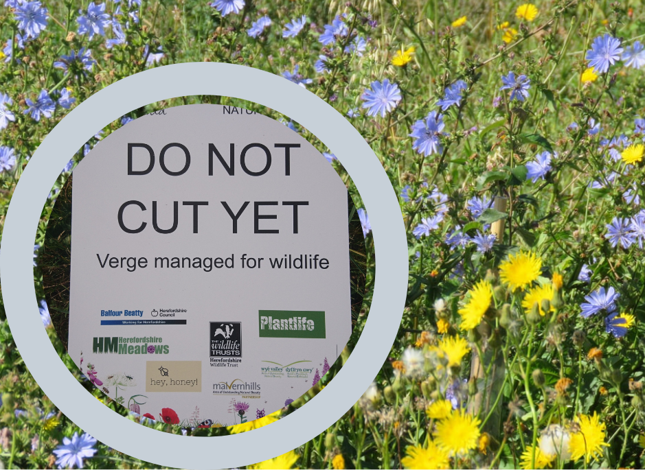 NEWS | Reduced verge cutting in some areas to benefit wildflowers and natural habitats