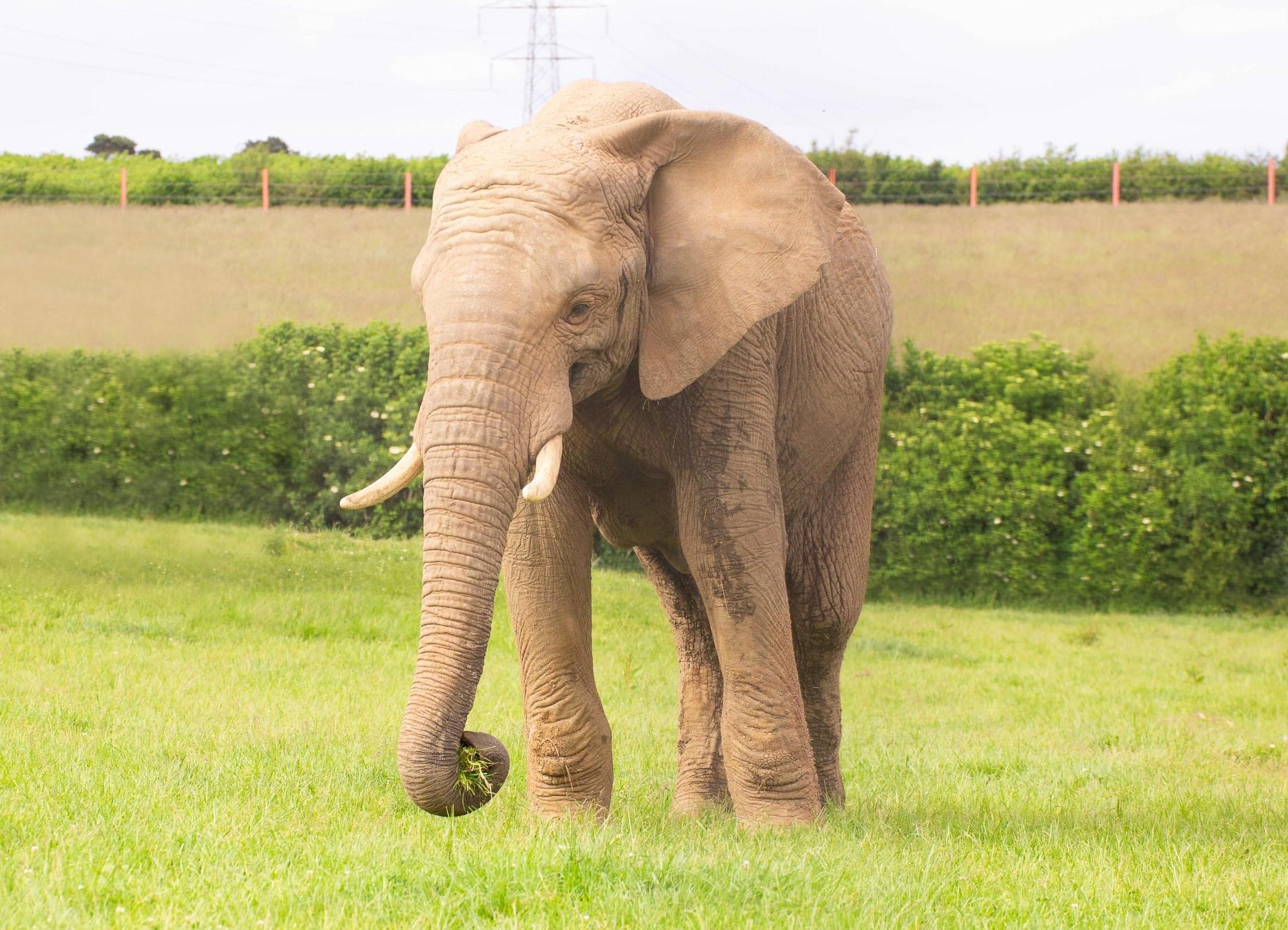 UK NEWS | M’Changa the elephant dies in incident at zoo