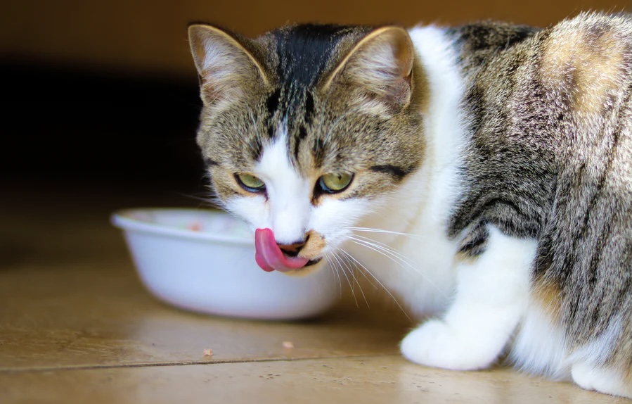 NEWS | Retailers recall dry cat food over concerns over deadly feline disease