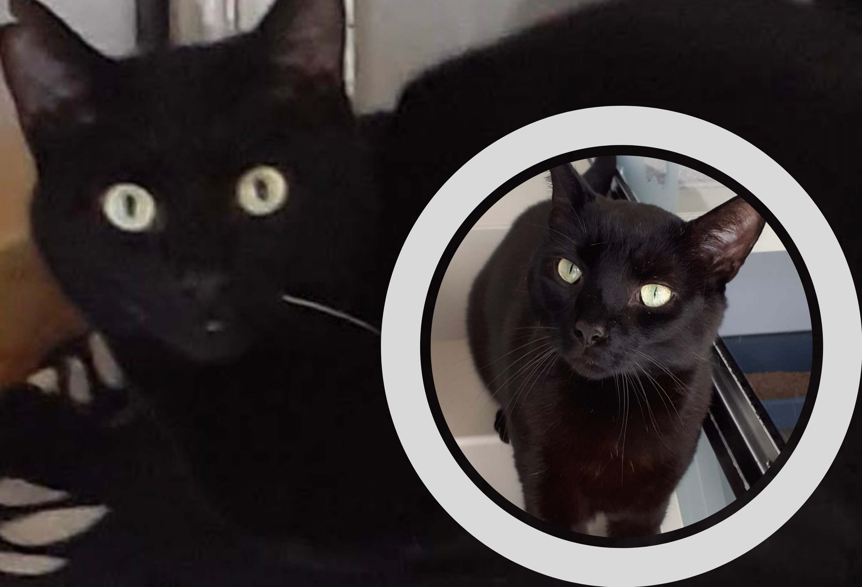 HELP! | Meet Tio, Mars and Elora – Three lovely cats that need a new home
