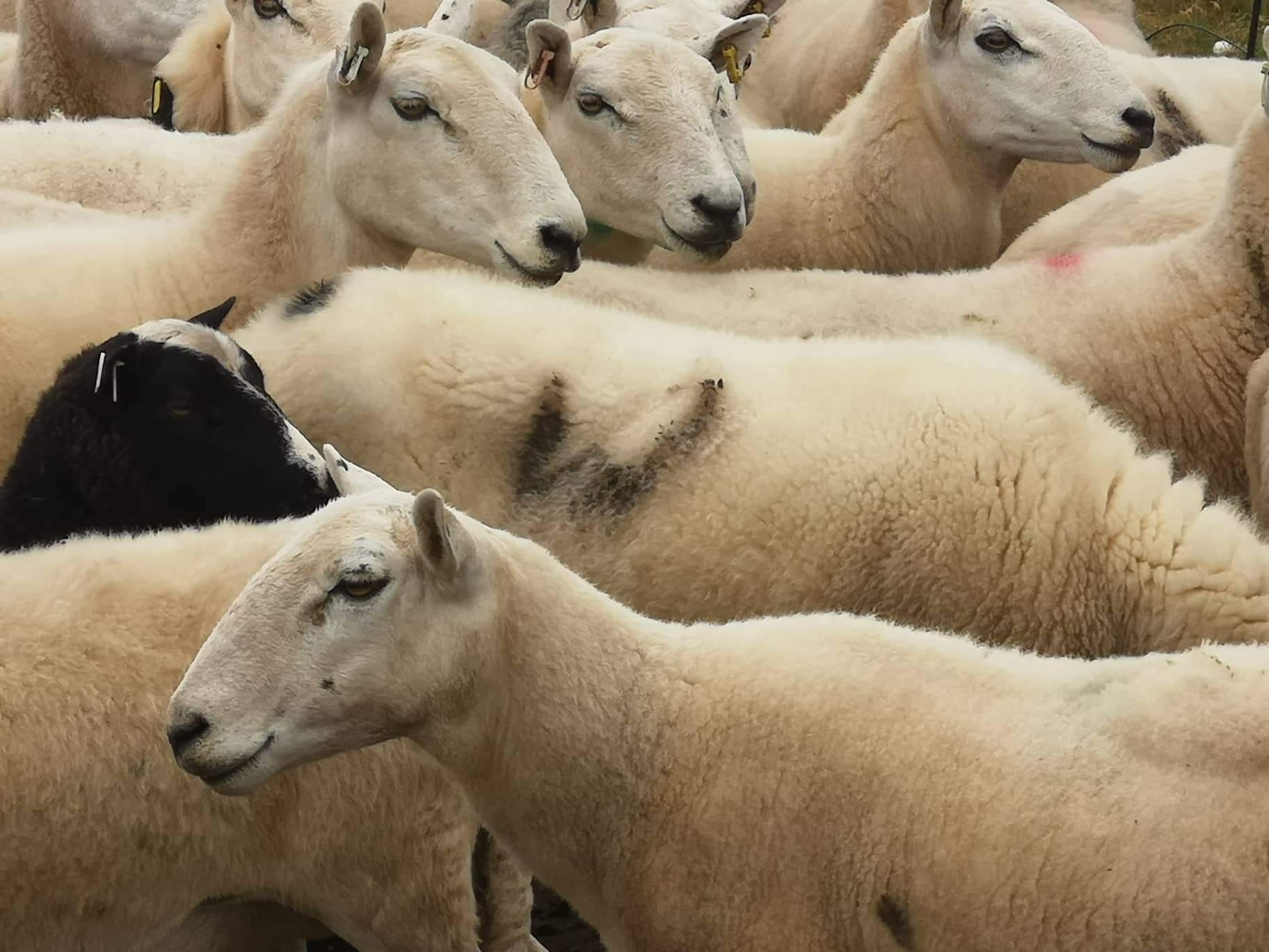 NEWS | Police appeal after more than 30 sheep were stolen from farm