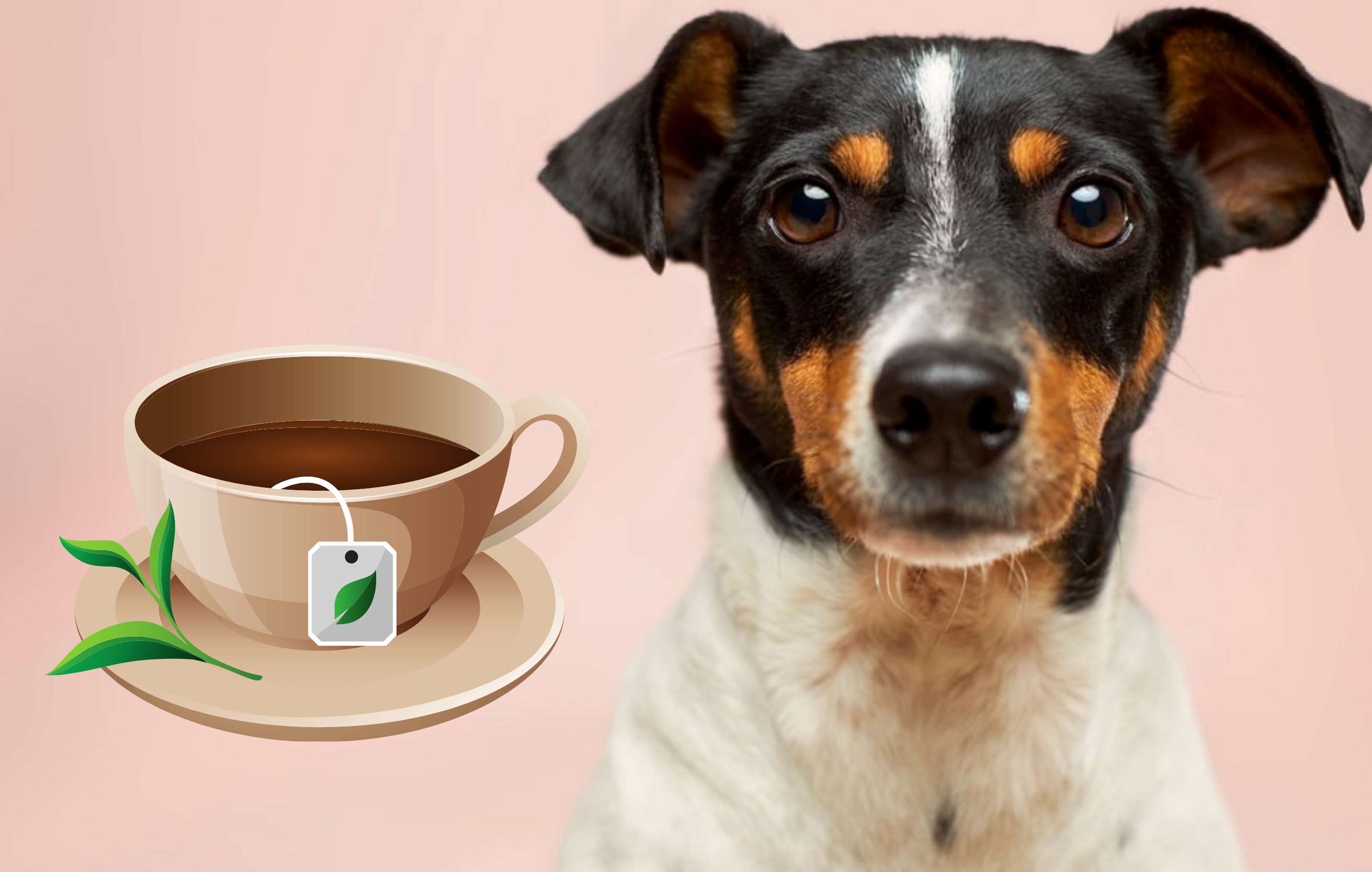 NEWS | PG Tips releases ‘Cuppa For Your Puppa’ that is designed for dogs