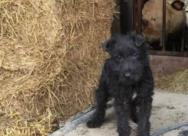 NEWS | Police appeal after dog and other items are stolen