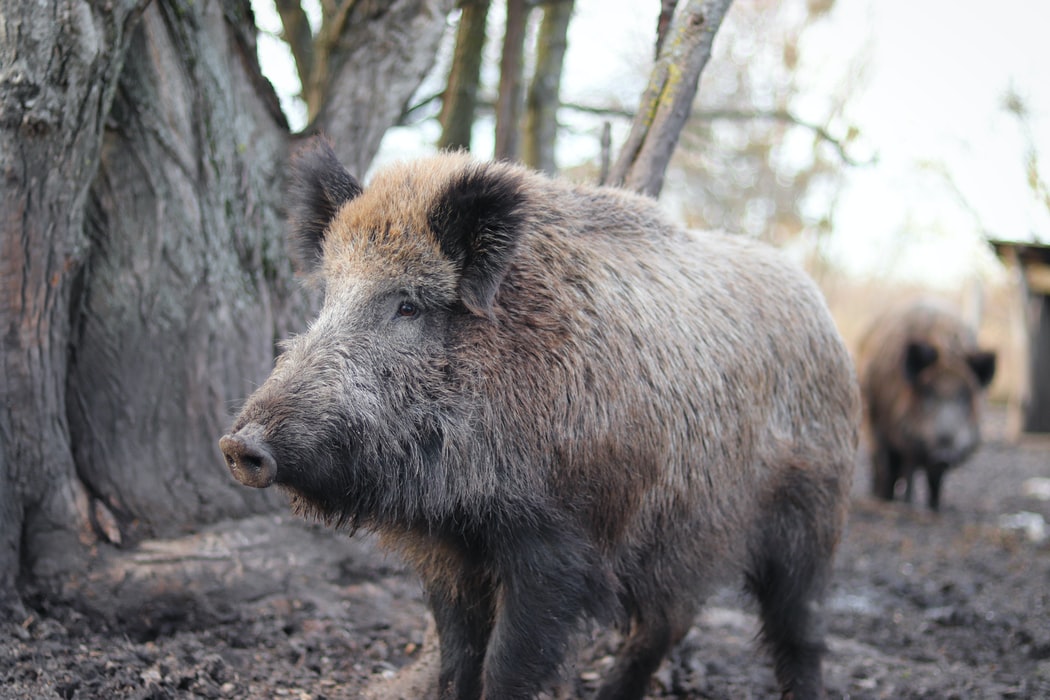 NEWS | Visitors and residents urged to stop potential spread of African Swine Fever by not feeding Wild Boar