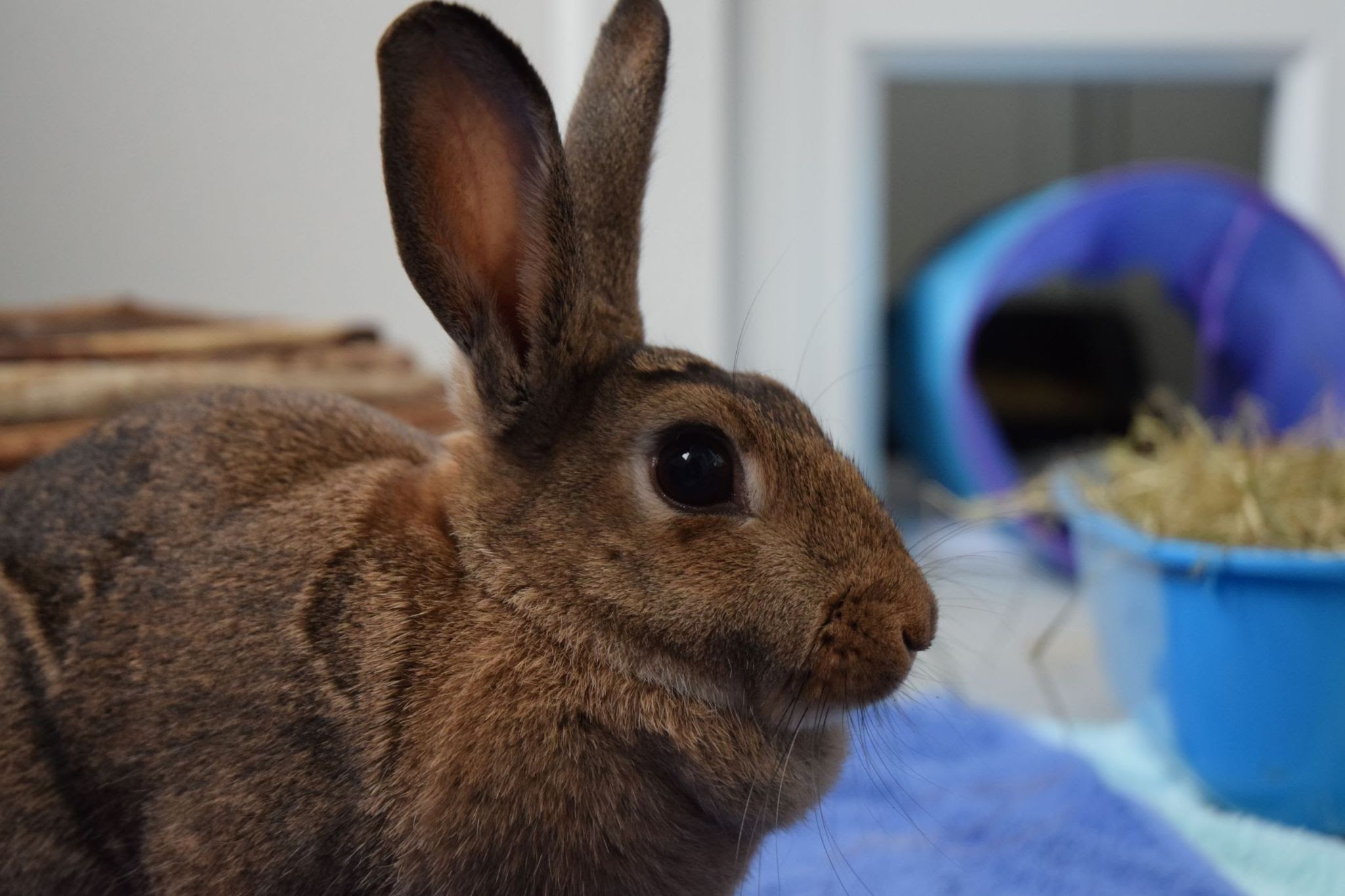 NEWS | RSPCA looking for homes for rabbits, guinea pigs and hamsters in Herefordshire