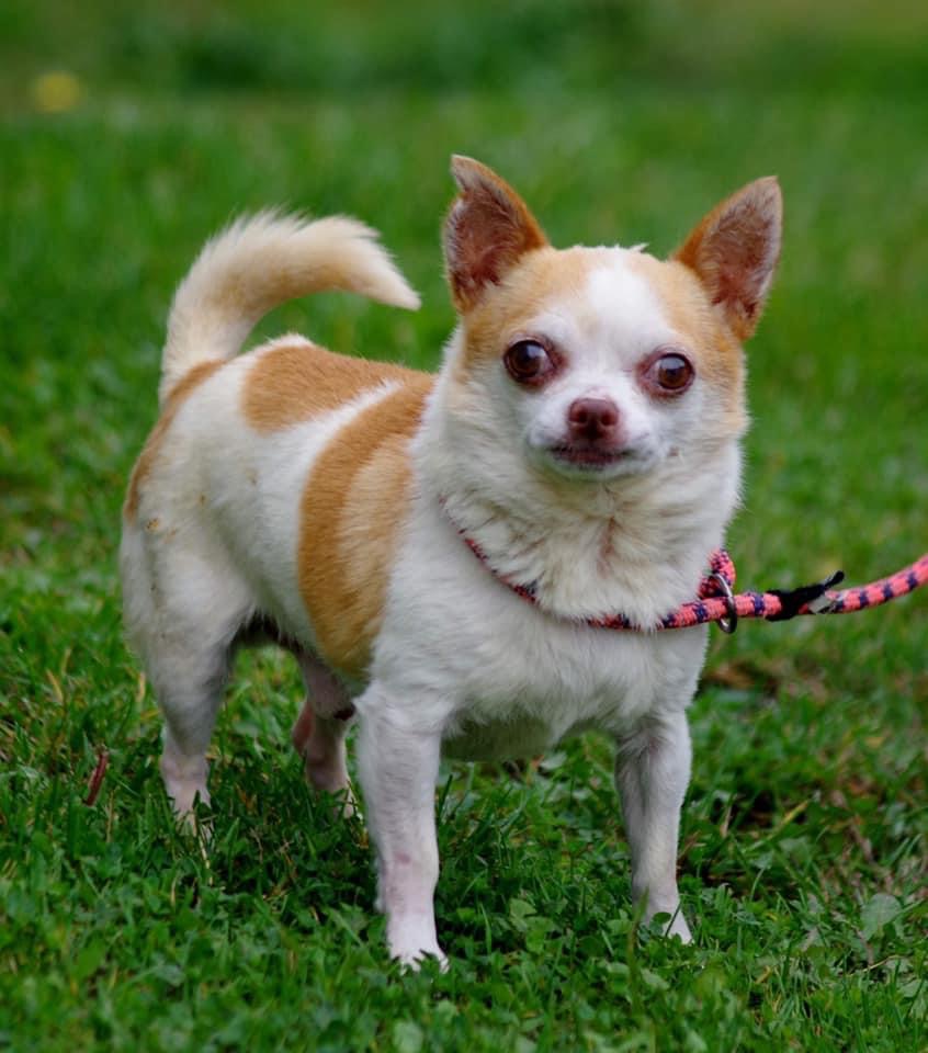HELP! | Chico the Chihuahua needs a new loving home