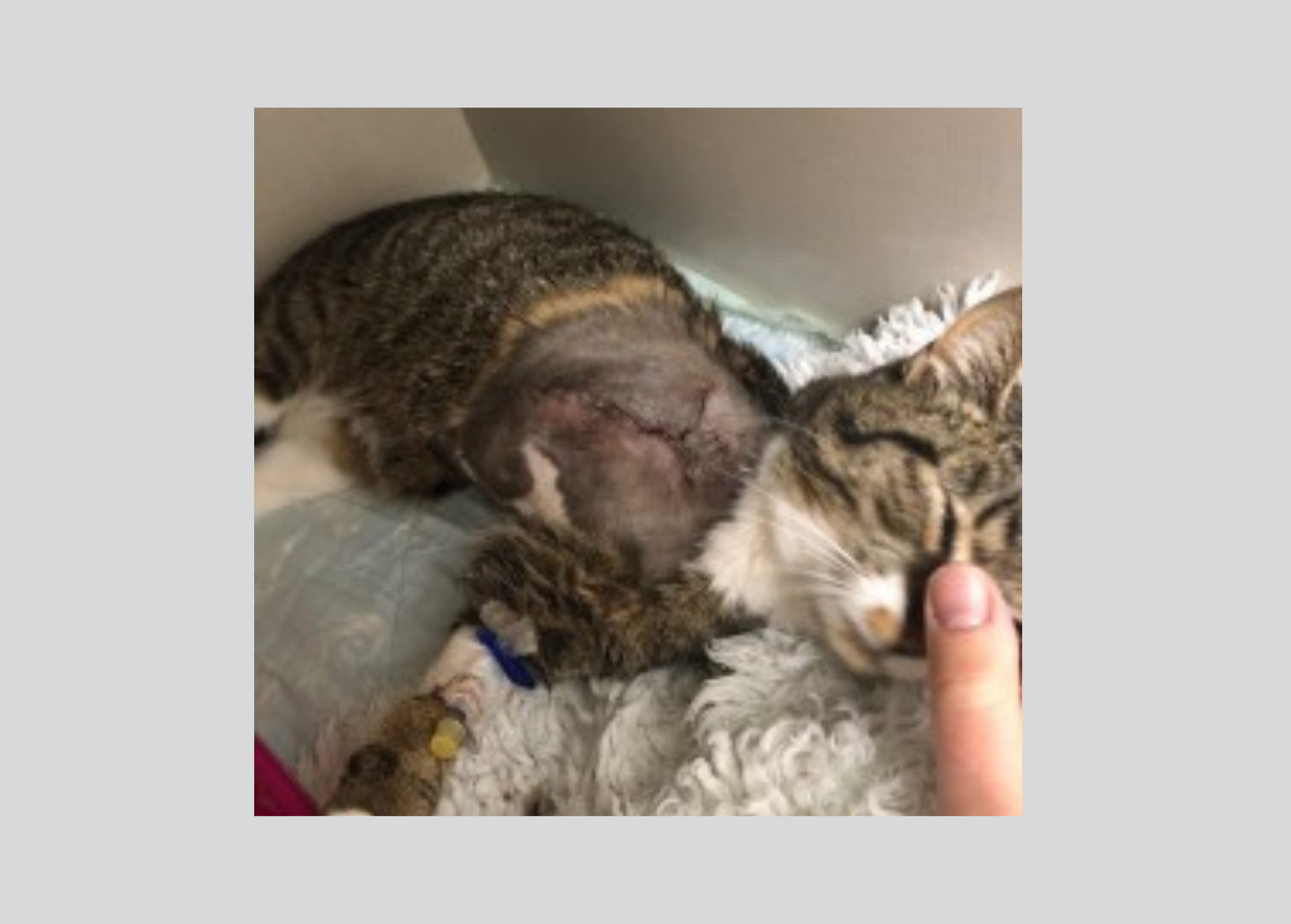 NEWS | Appeal launched after tabby cat loses leg after shooting near Builth Wells