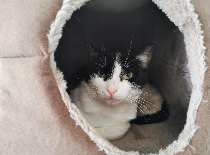 NEWS | Can you make a home for these adorable cats in Herefordshire?