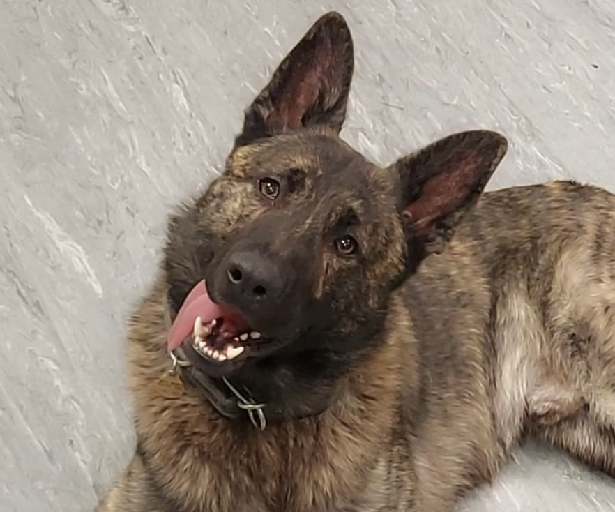 NEWS | Man wanted for murder abroad arrested after being located by Police Dog Foyle
