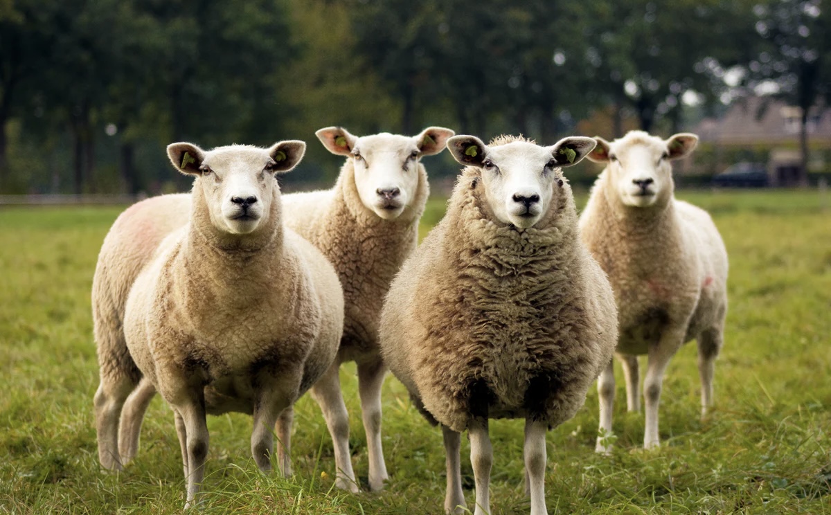 NEWS | Sheep found badly injured after being attacked by a dog on Herefordshire border
