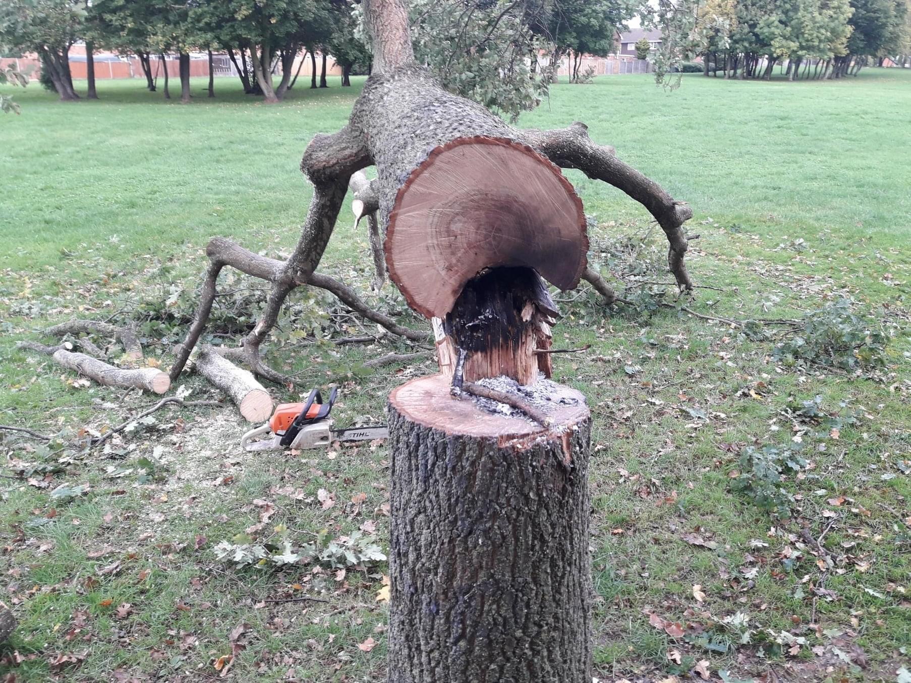 NEWS | Police investigate incident where trees were cut down by youths in Hereford