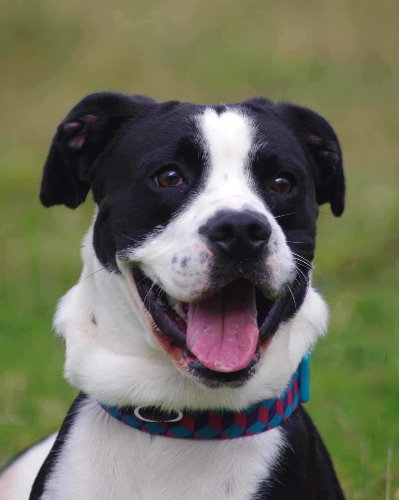 HELP! Can you help Hereford & Worcester Animal Rescue find a home for Xanco?