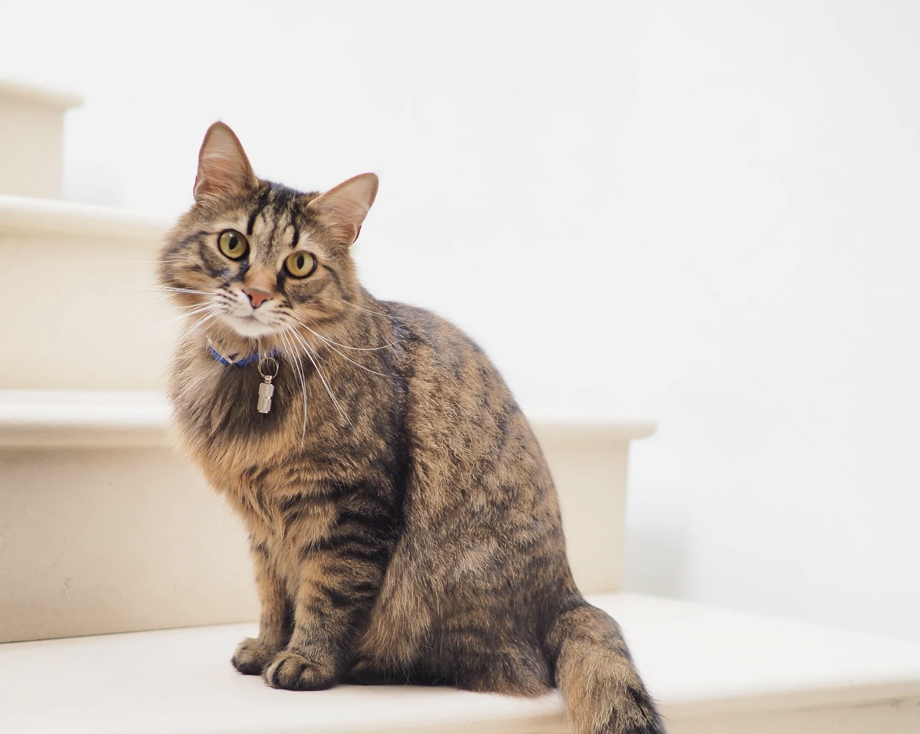 NEWS | Government to introduce compulsory cat microchipping to help reunite lost and stray pets