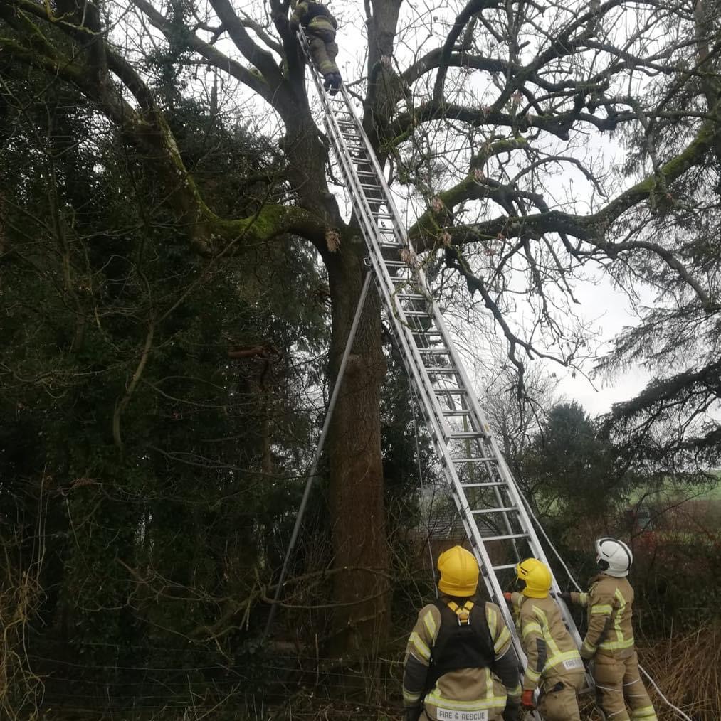 NEWS | Fire crews called to assist RSPCA in  rescuing a cat in Herefordshire over the weekend