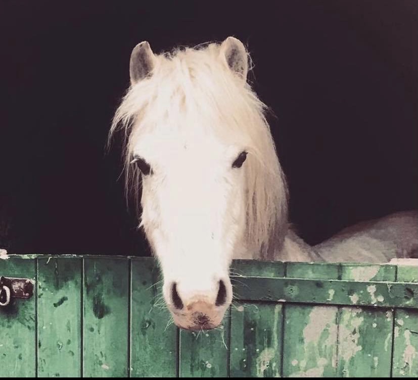 NEWS | Police informed after a pony went missing from a village near Hereford overnight