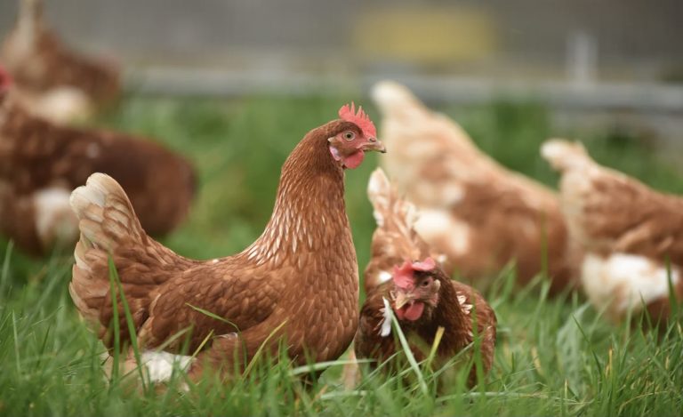 NEWS | Outbreak of Bird Flu confirmed at a premises in the Ledbury area of Herefordshire
