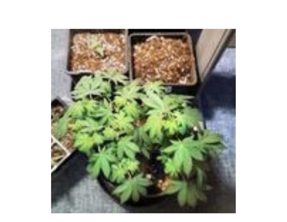 NEWS | Man arrested after police seized 15 Cannabis plants from an address in Leominster