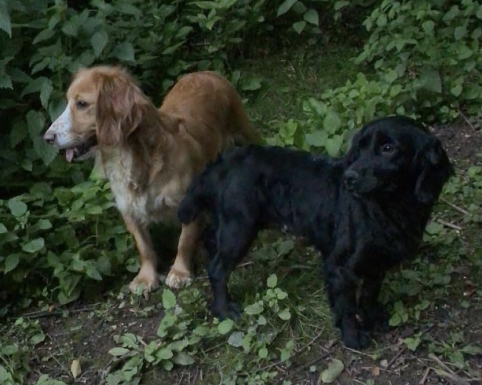 NEWS | Appeal after a dog went missing in Dinmore area of Herefordshire this morning