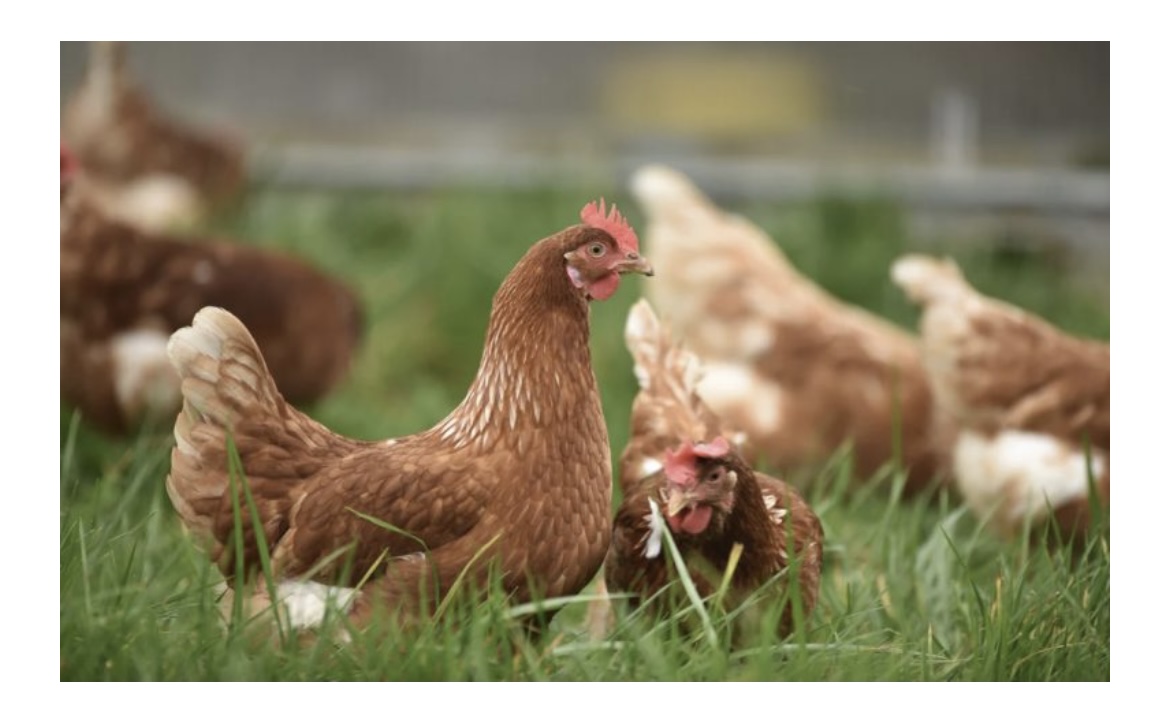 NEWS | A number of birds will be culled after Bird Flu was suspected at another premises close to the Herefordshire border
