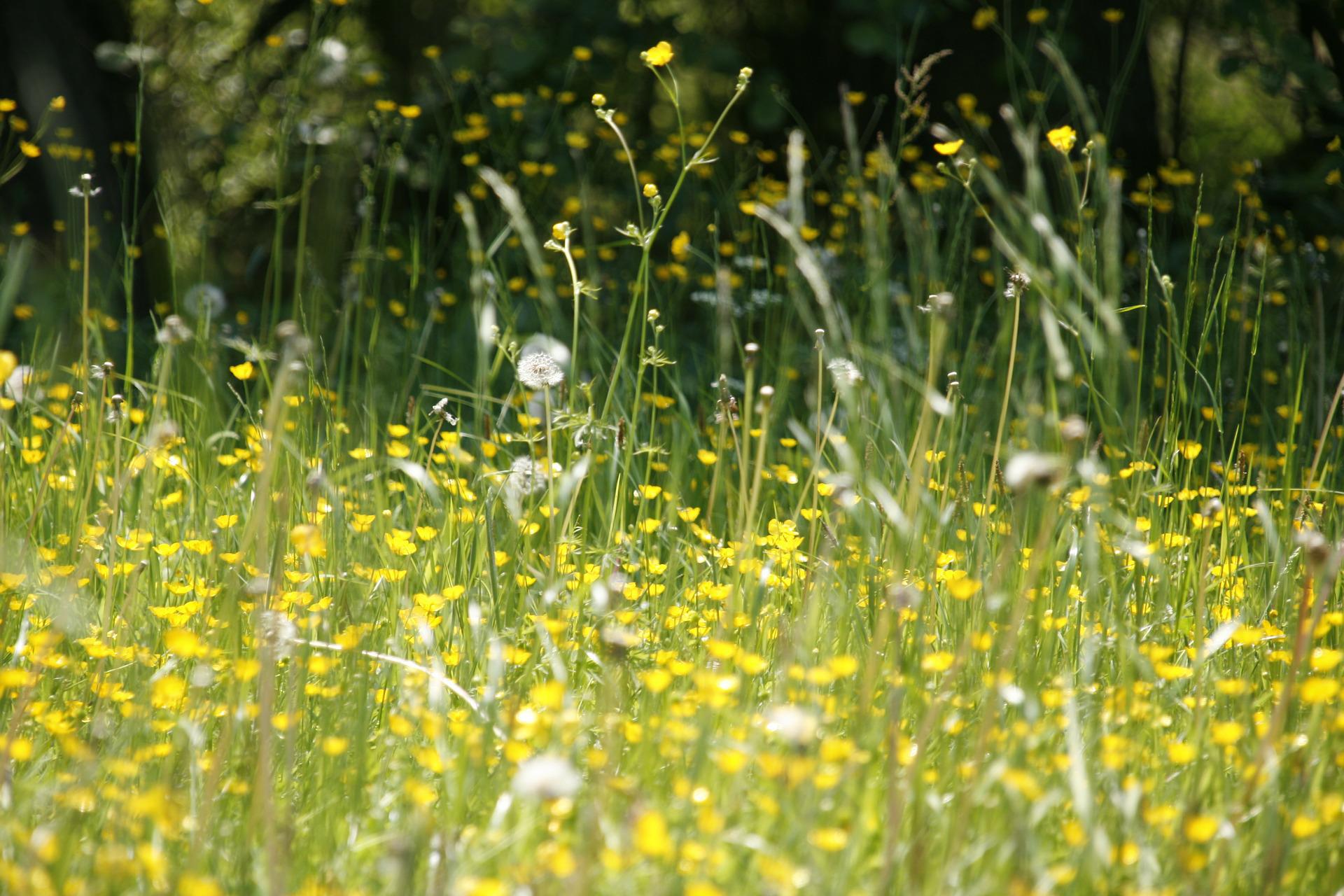 NEWS | Bad news for hay fever sufferers with pollen levels set to become ‘high’ as we head towards the Bank Holiday weekend