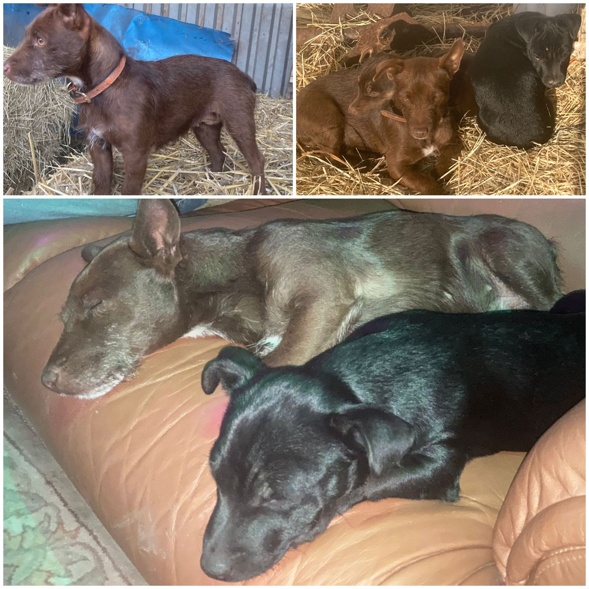 NEWS | Police launch appeal to help find two missing dogs from Herefordshire
