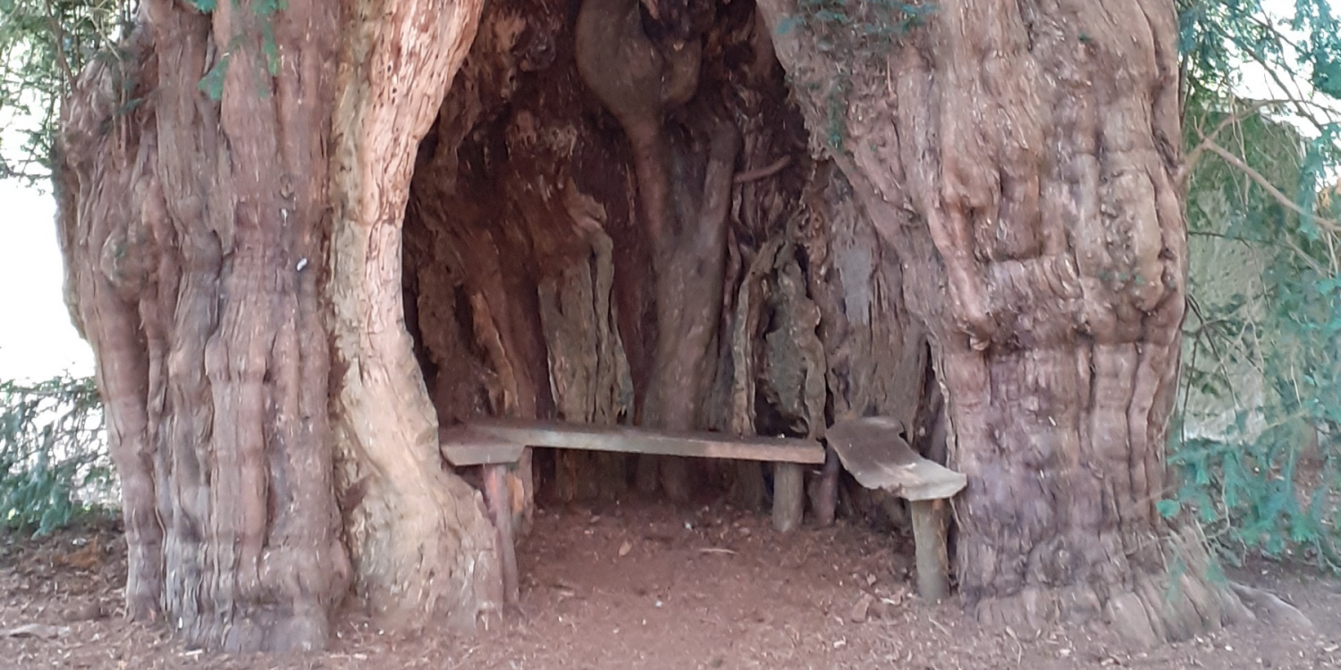 NEWS | Ancient Yew in Much Marcle included in the 70 Ancient Trees – The Queen’s Green Canopy